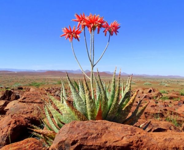 Aloe Zebrina in der Palmwag Konzession_DSC01033 Hartmanns Bergzebras im grünen Damaraland