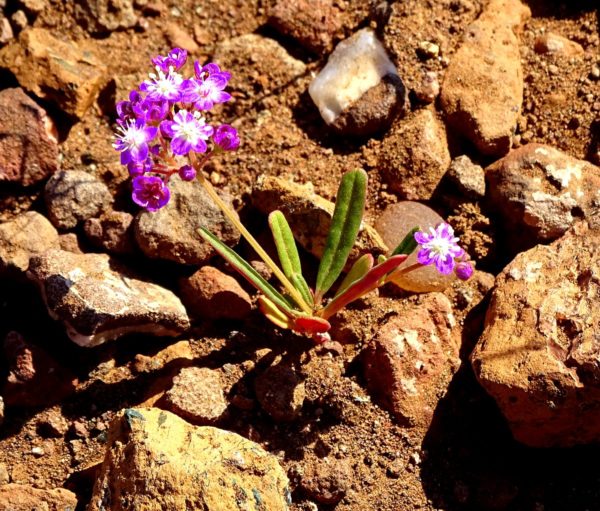 Nach dem Regen blühen Blumen in der Namib Pflanzen in Namibia nach dem Regen