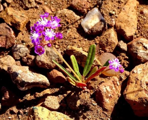 Nach dem Regen blühen Blumen in der Namib Pflanzen in Namibia nach dem Regen