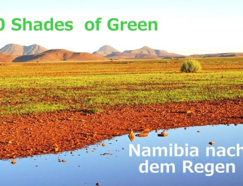 Fifty Shades of Green – Namibia nach dem Regen