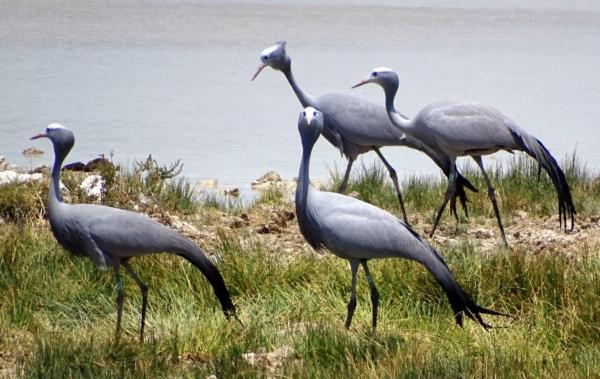 Paradieskraniche am Wasserloch im Etosha Nationalpark in Namibia