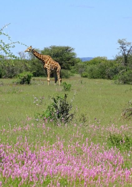 Giraffen auf grüner Blumenwiese im Etosha Nationalpark