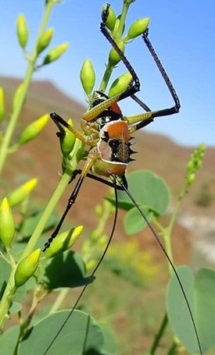 Panzerheuschrecke in Namibia