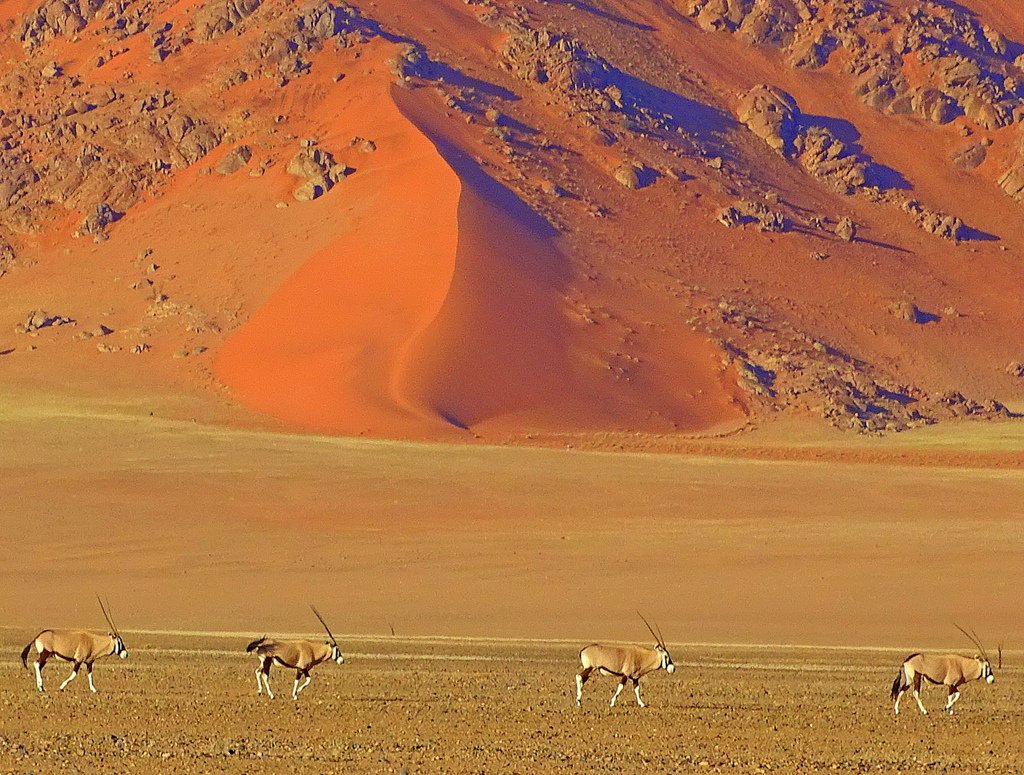 Oryxe vor Dünen am Sossusvlei in Namibia
