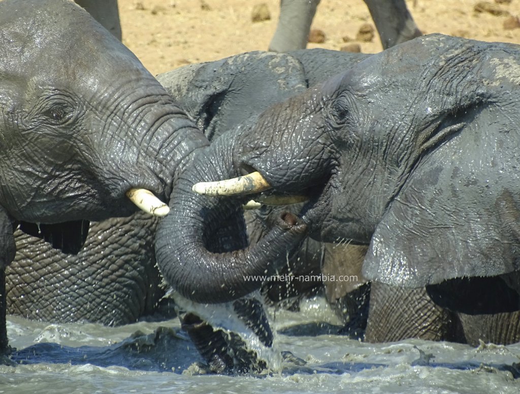 Elefanten beim Baden im Etosha National Park