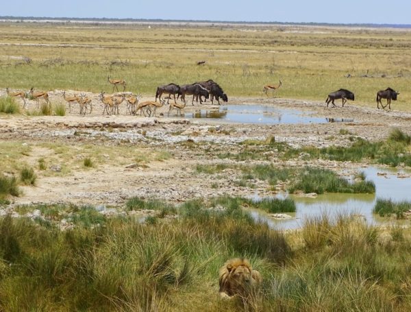 Wasserloch mit Wildtieren im Etosha Nationalpark