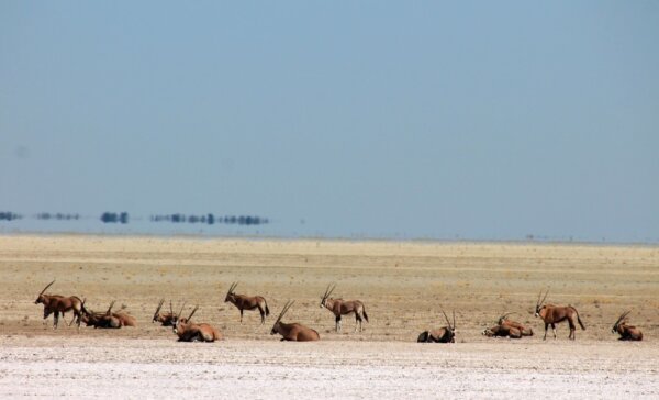 Oryx Herde auf der Etosha Pfanne