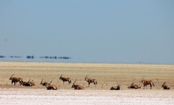 Oryx Herde auf der Etosha Pfanne Oryx Herde auf der Etosha Pfanne