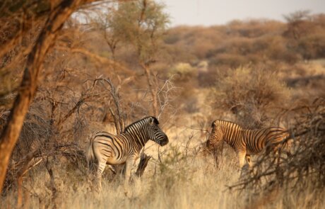 Zebras im Khomas Hochland