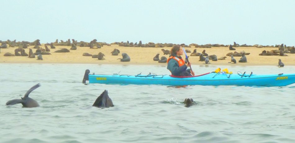 Kayak Tour mit Robben bei Walvis Bay Kayak Tour mit Robben bei Walvis Bay