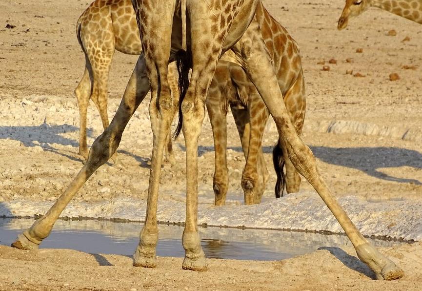 Giraffen beim Trinken am Wasserloch im Etosha Nationalpark