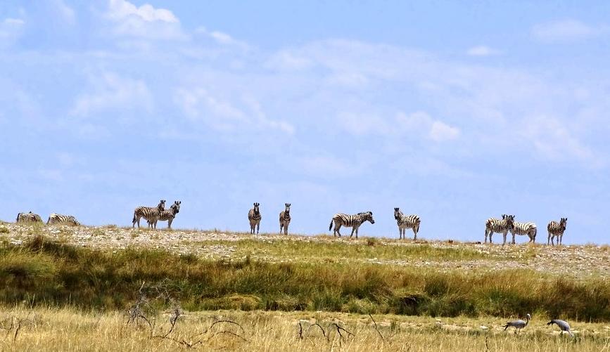 Zebras im Etosha Nationalpark Namibia