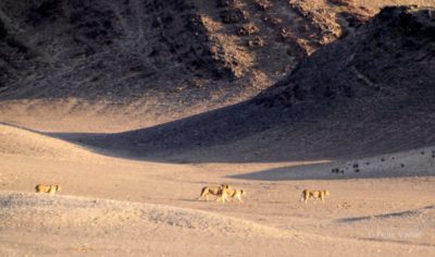 Desert lions C Felix Vallat