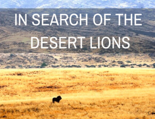 In Search of Namibia’s Famous Desert Lions