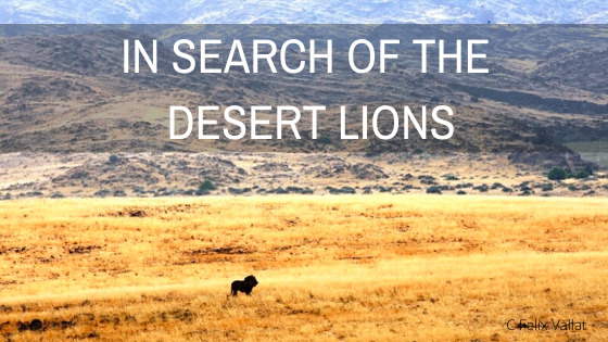 In Search of Namibia's Desert Lions Image: Felix Vallat
