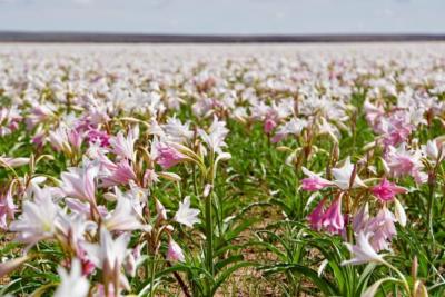 Blühende Lilien in Namibia C) Unbekannt Blühende Lilien