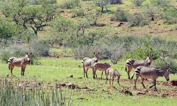 Hartmanns Bergzebras im grünen Damaraland