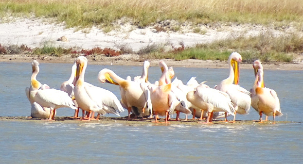 Junge Pelikane in der Etosha Pfanne Junge Pelikane in der Etosha Pfanne