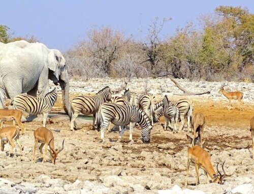 Brände in Etosha 2025 – der Nationalpark ist nicht zerstört!