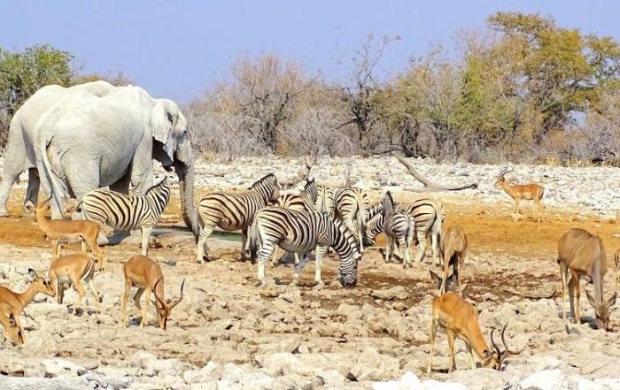 Tiere am Wasserloch im Etosha Nationalpark Namibia