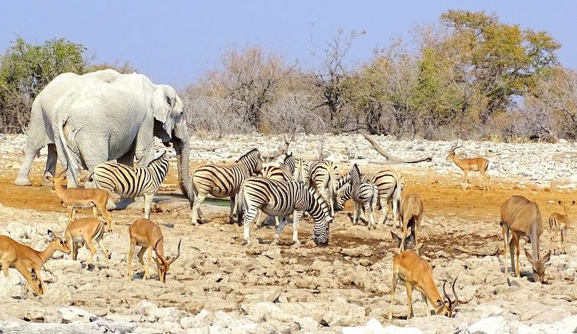 Tiere am Wasserloch im Etosha Nationalpark Namibia Tiere am Wasserloch im Etosha Nationalpark Namibia