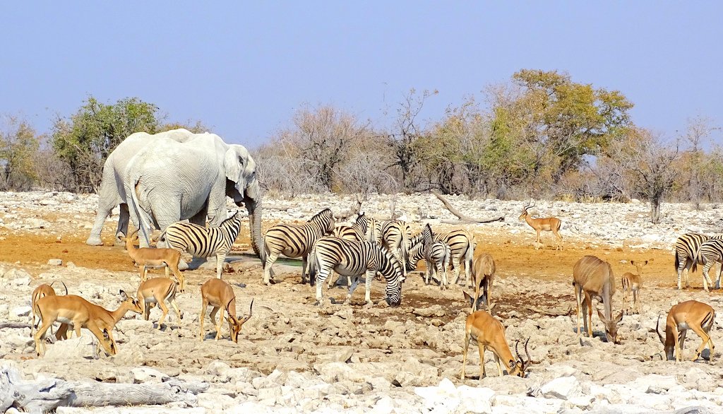 tosha Wasserloch_Elefanten Impalas Zebras Etosha Wasserloch_Elefanten Impalas Zebras