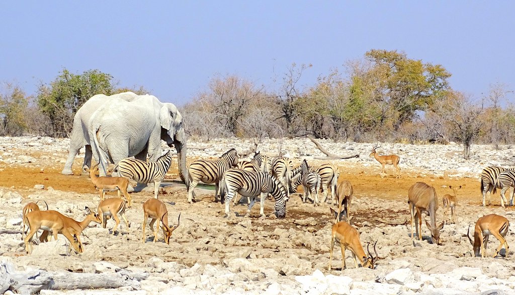 Etosha Wasserloch_Elefanten Impalas Zebras