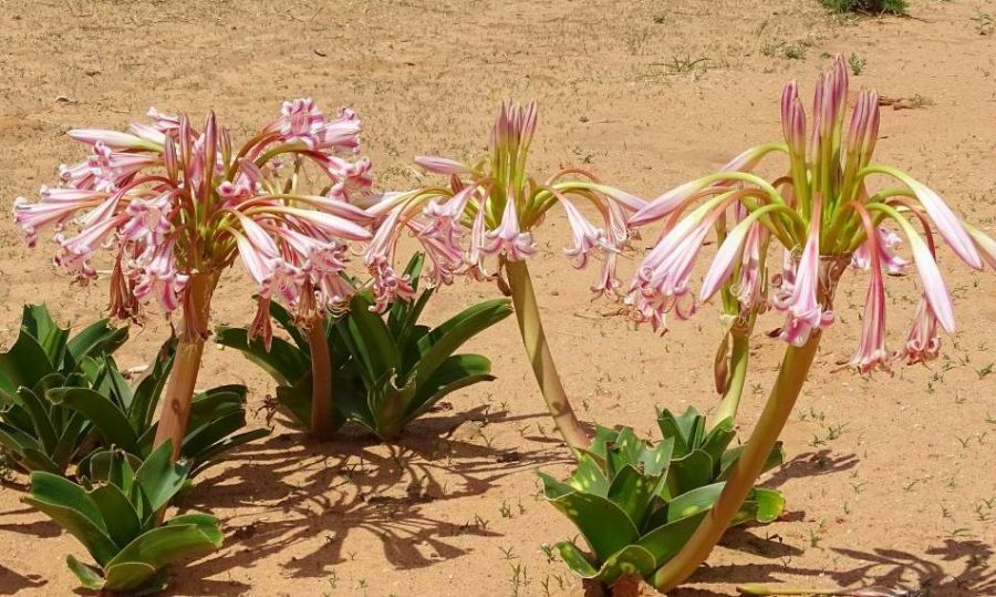Vlei Lilien auf Kalahari Sand am Waterberg Vlei Lilien auf Kalahari Sand am Waterberg