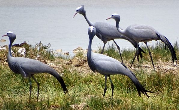 Blue cranes in Etosha National Park Blue cranes in Etosha National Park