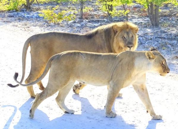 Lions in Etosha National Park Lions in Etosha National Park
