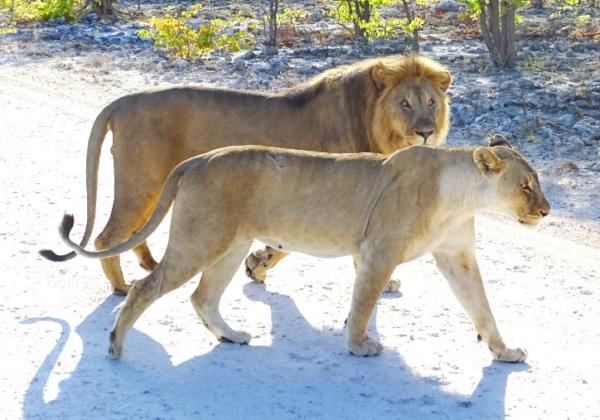 Löwenpärchen im Etosha Nationalpark in Namibia