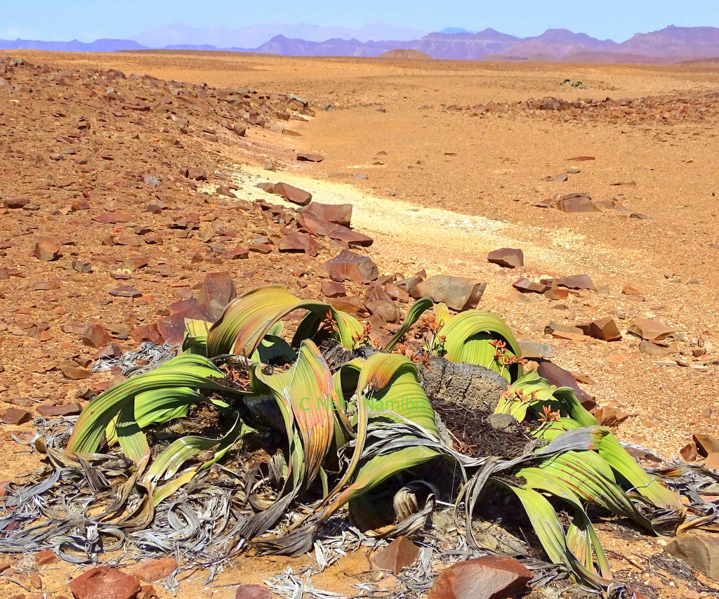 Welwitschia mirabilis in Namibia Welwitschia mirabilis in Namibia