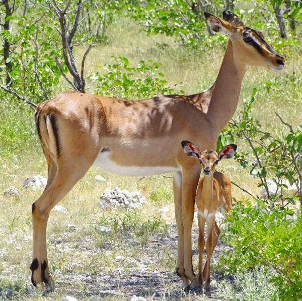 Schwarznasenimapala Mutter mit Jungtier Etosha Nationalpark Impala Mutter mit Kitz im Etosha Nationalpark