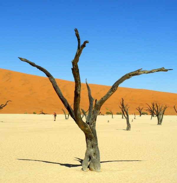Toter Baum im Dead Vlei Namibia