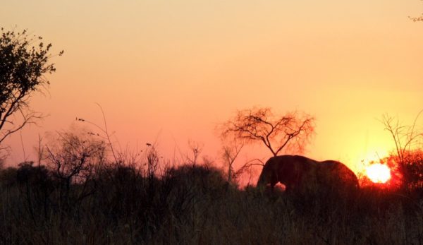 Elefant im Khaudum Nationalpark