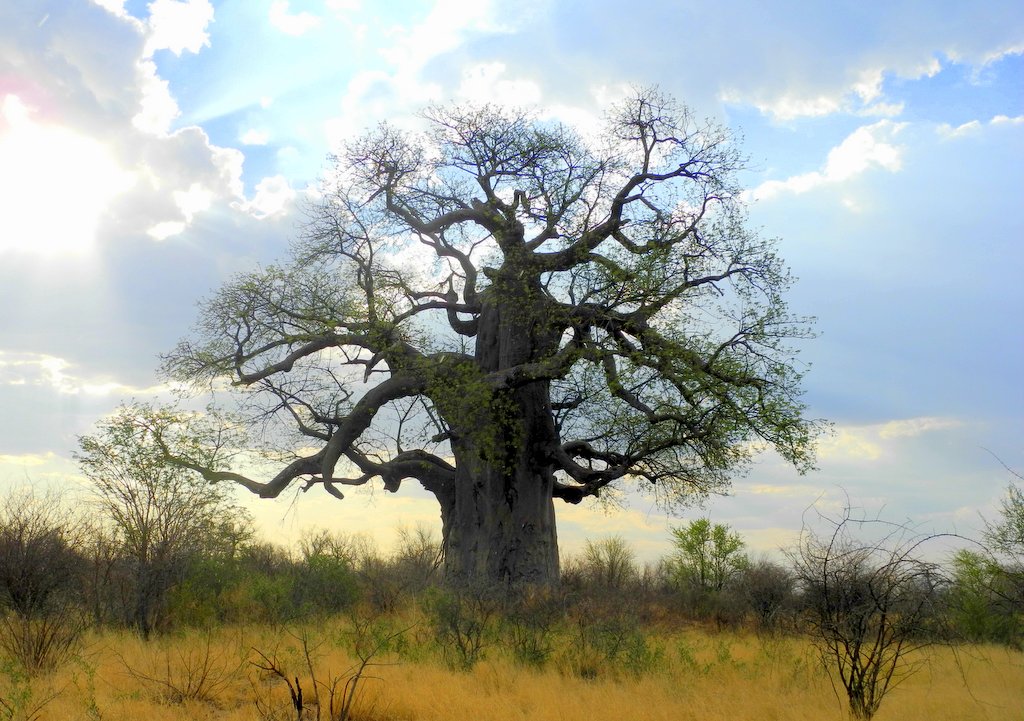 Baobab im Buschmannland Namibia
