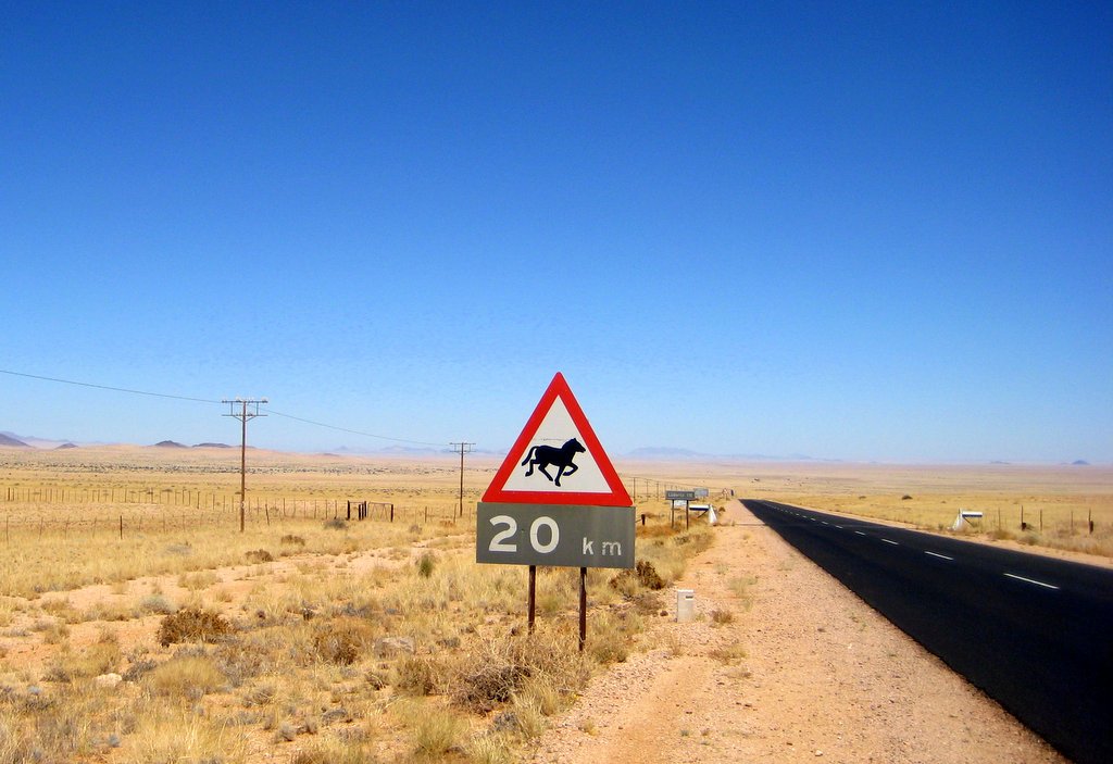 Wilde Pferde mit Fohlen in der Namib bei Garub