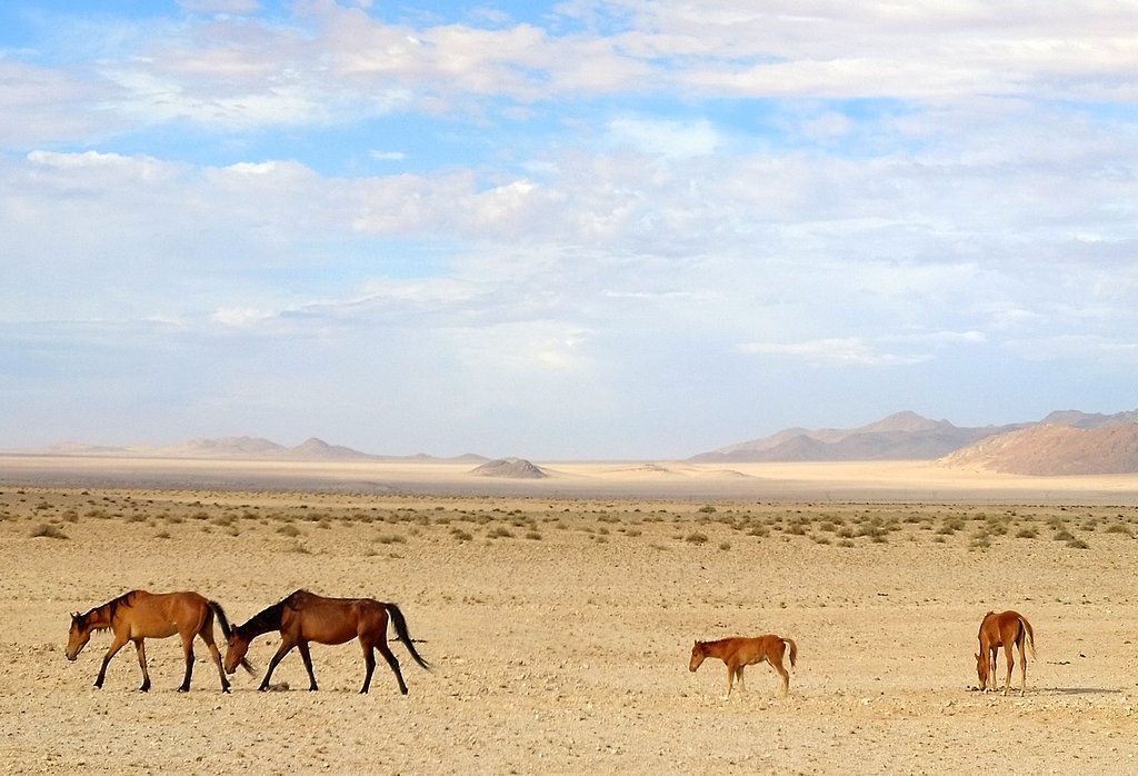 Wilde Pferde mit Fohlen in der Namib bei Garub