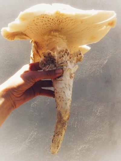 Omajova Pilz Namibia Omajova Pilz