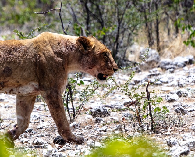 Löwin im Etosha Nationalpark