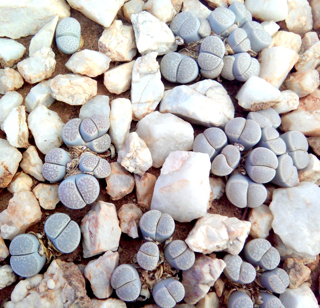 Namibia Sperrgebiet Blühende Steine