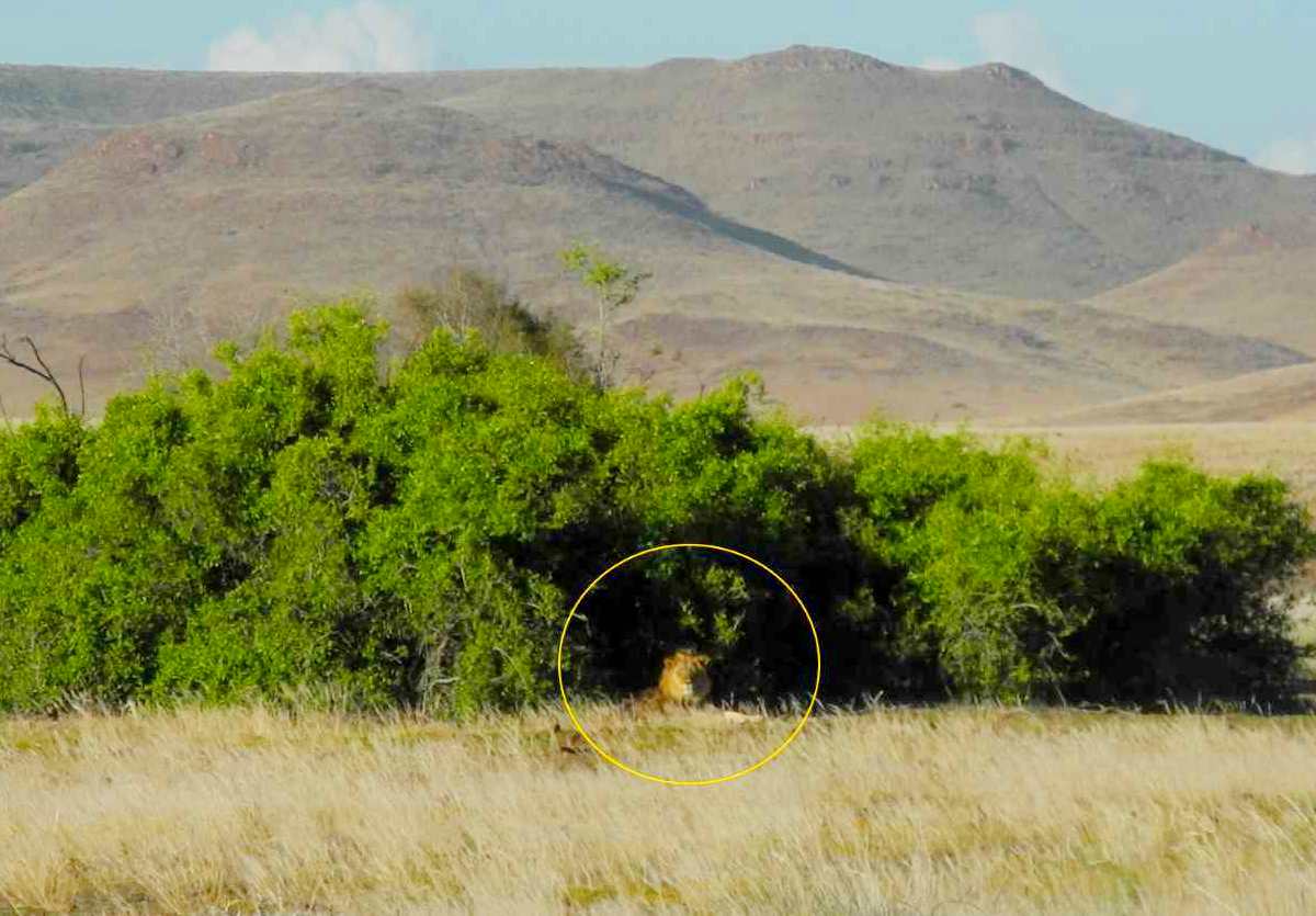 Löwe unter Salvadora Busch in der Palmwagkonzession