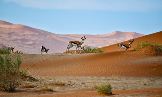 Namibia Springböcke auf Düne