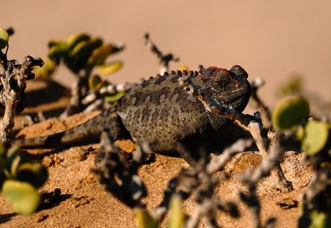 Chameleon in der Namib Wüste bei Swakopmund (C Thiys Boom)