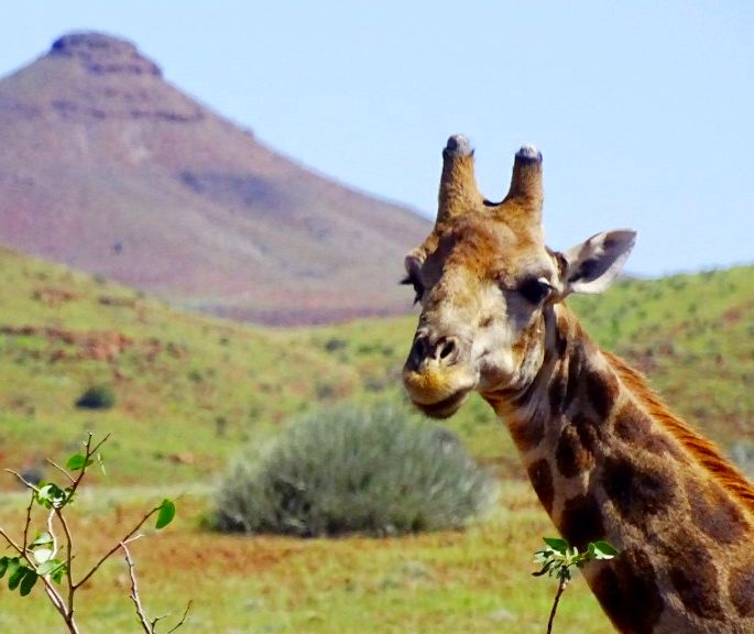 Giraffe in der Palmwag Konzession