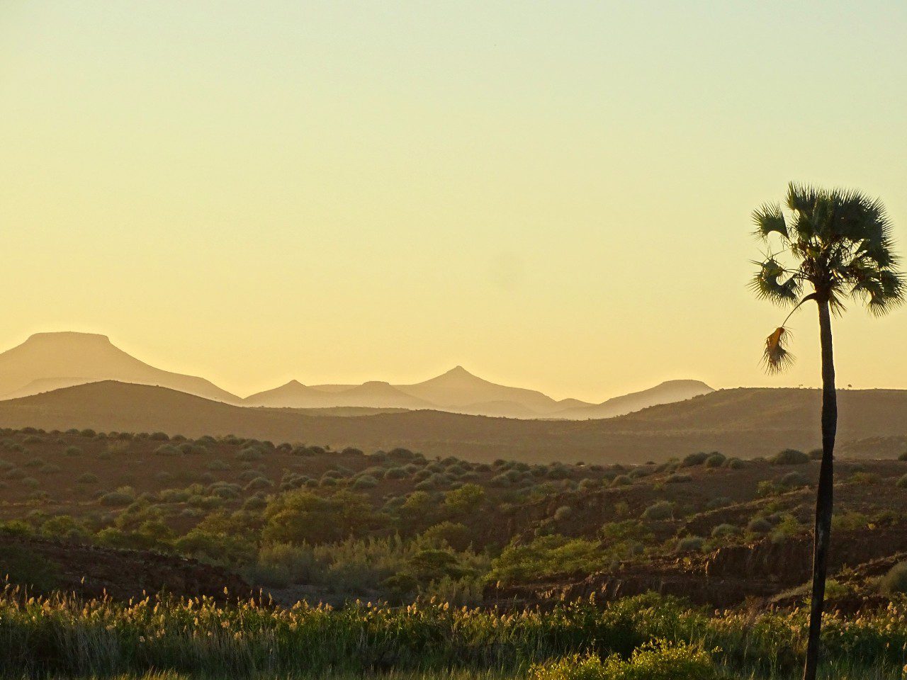 Palmen Tafel- und Kegelberge bei Palmwag Namibia