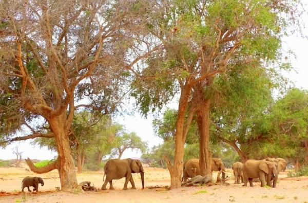 Wüstenelefanten unter Anabäumen im Damaraland Namibia Wüstenelefanten unter Bäumen im Damaraland