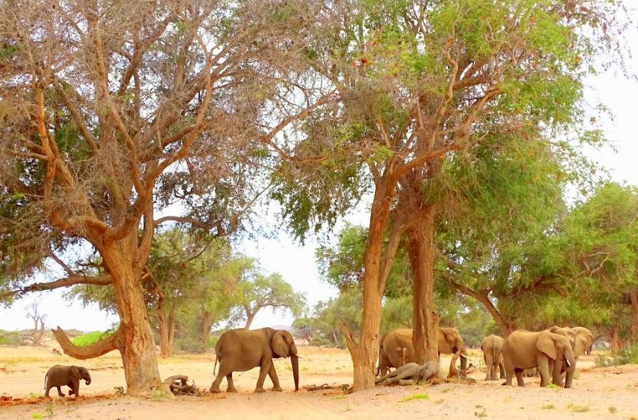 Wüstenelefanten im Trockenfluss unter Bäumen