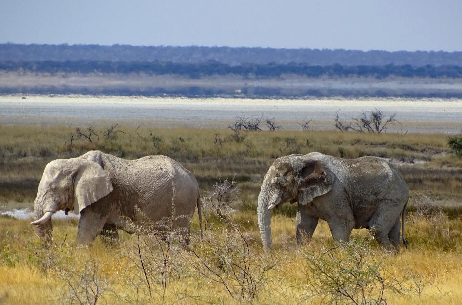 Elefantenbullen im Etosha Nationalpark
