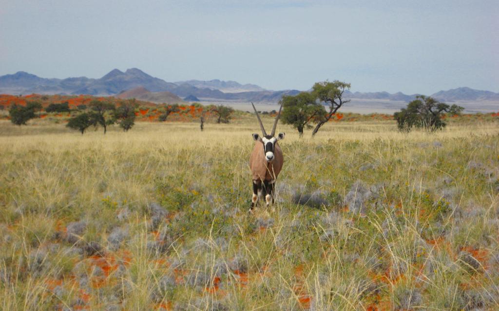 Oryxantilope im NamibRand Naturreservat Namibia
